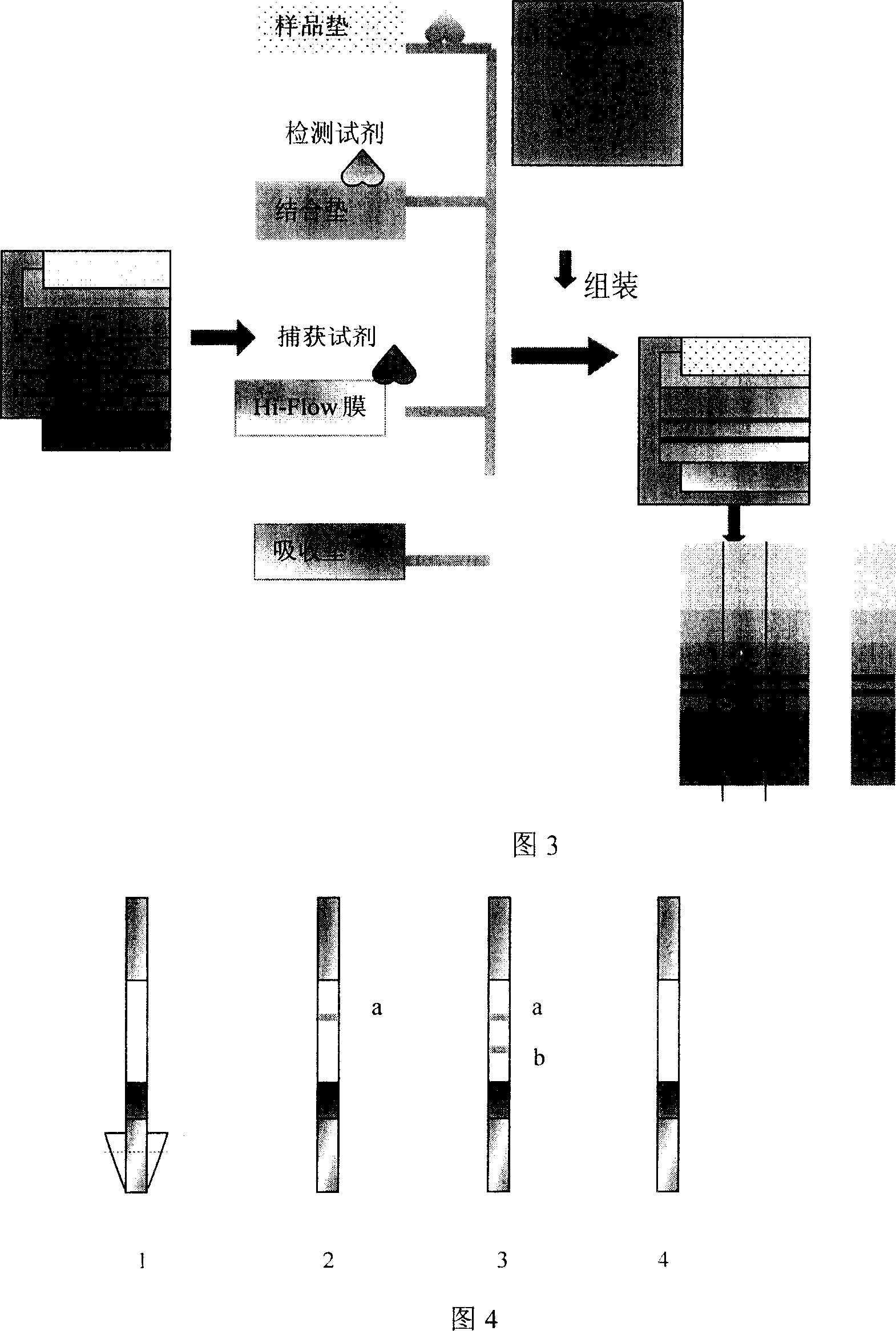 Synthesis of polypeptide antibody from anti-human myocardial troponin I, its production and use