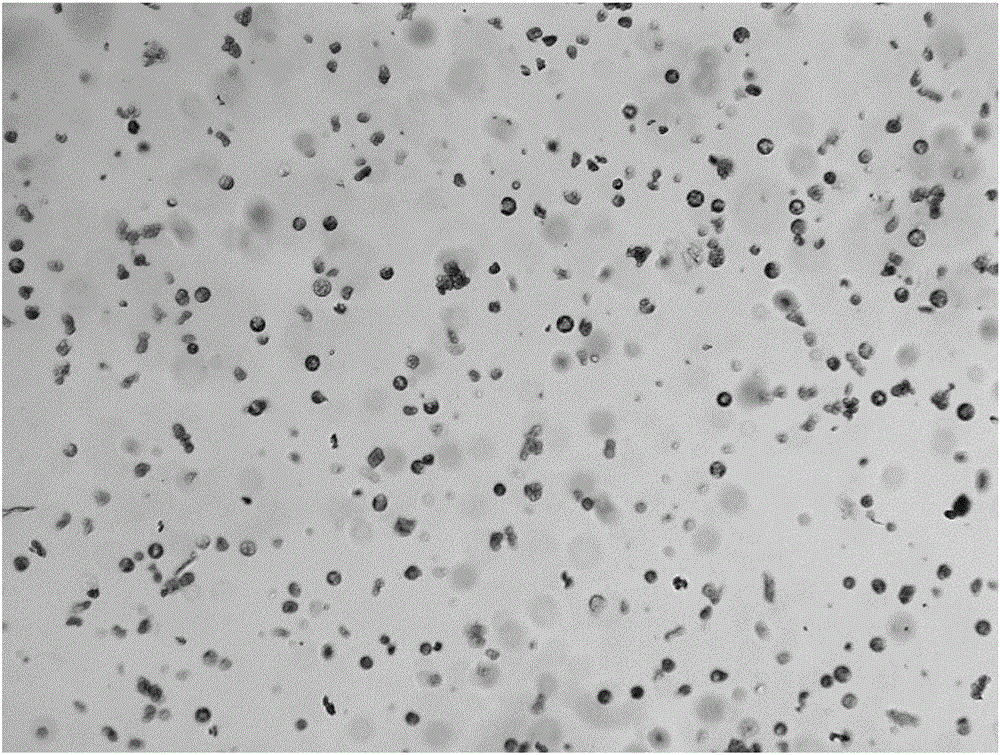 Extraction method of protoplast of barnyard grass