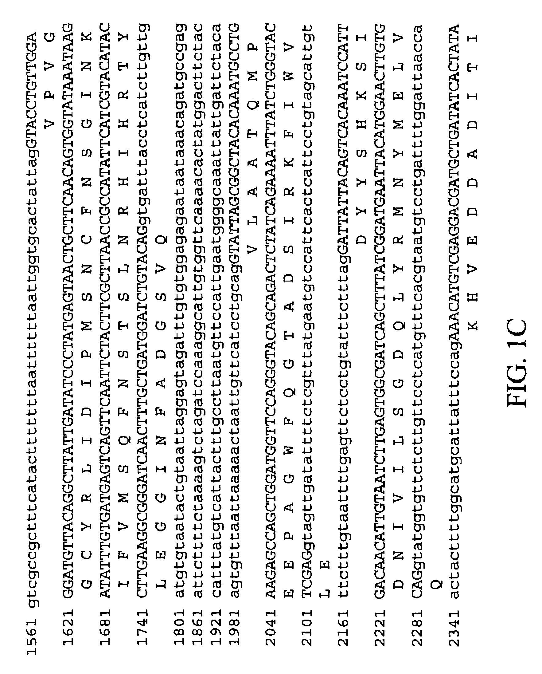 Heat stable mutants of starch biosynthesis enzymes