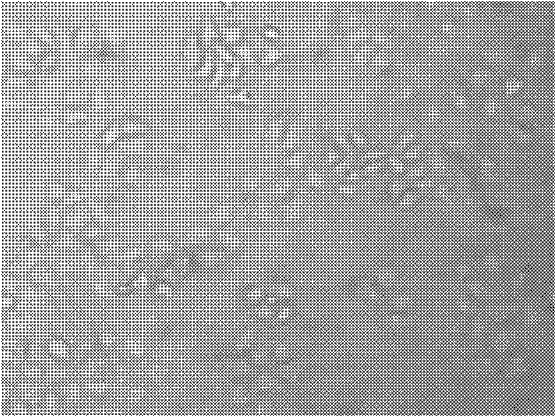 Co-culture system for liver cells and Kupffer cells and application thereof