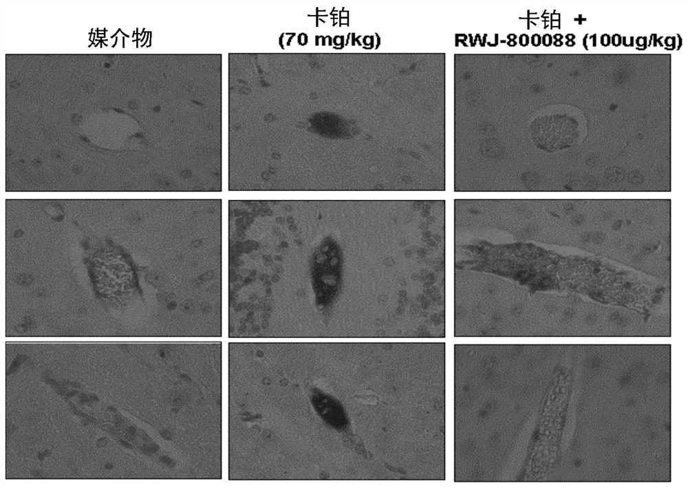 Methods of enhancing protection against organ and vascular injury, hematopoietic recovery and survival in response to total body radiation/chemical exposure