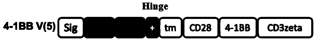 Five hinge regions and their chimeric antigen receptors and immune cells