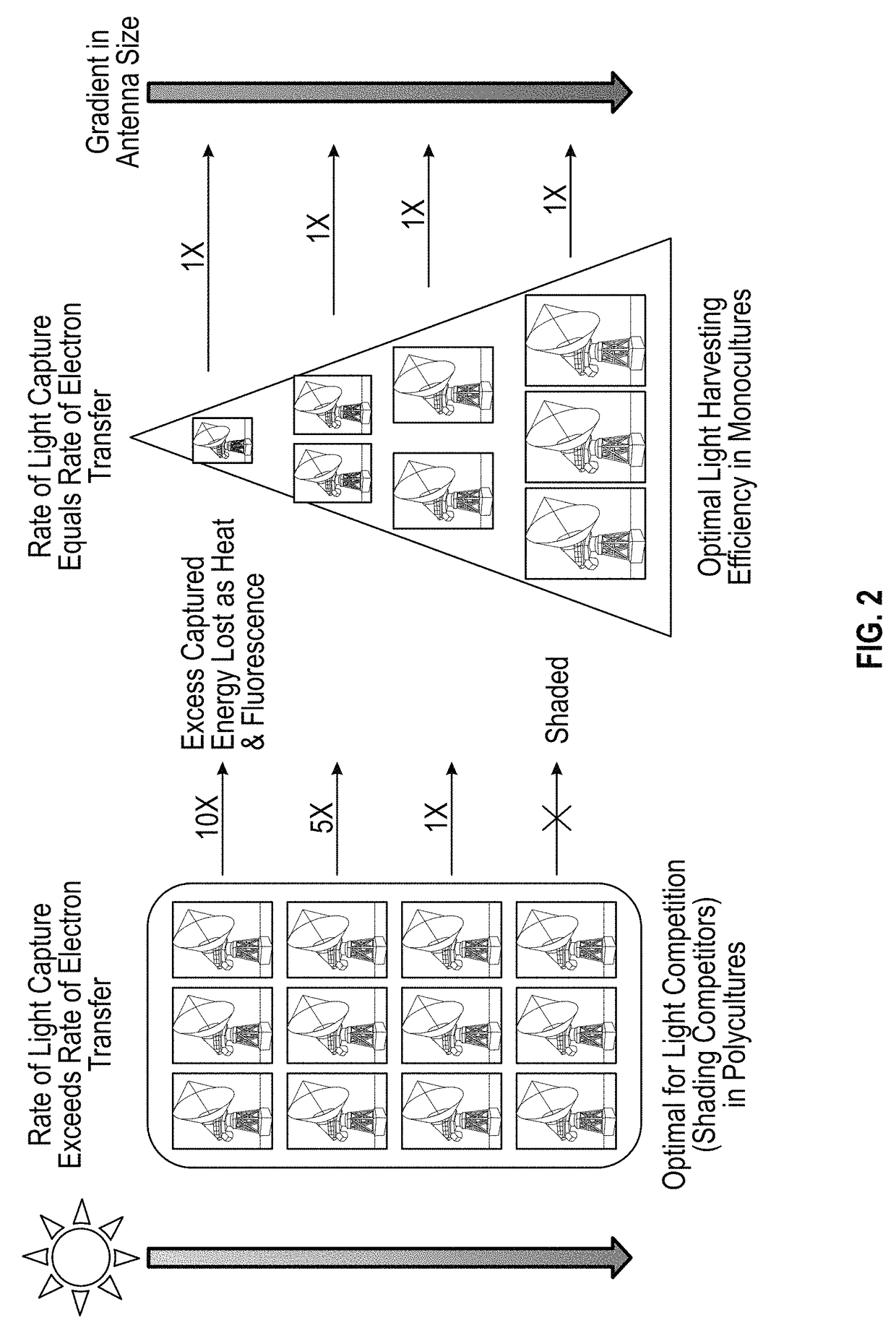 Transgenic plants with engineered redox sensitive modulation of photosynthetic antenna complex pigments and methods for making the same