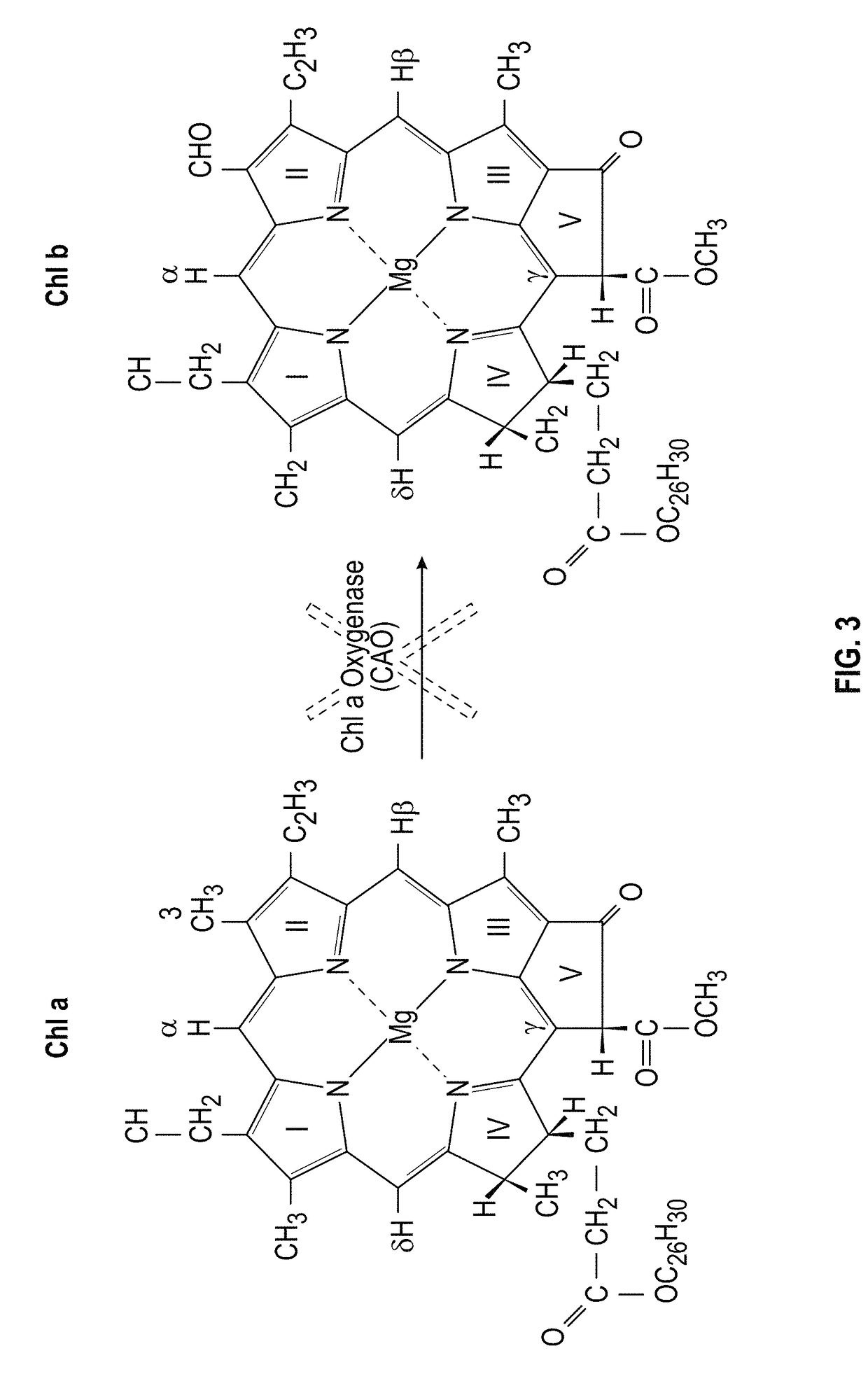 Transgenic plants with engineered redox sensitive modulation of photosynthetic antenna complex pigments and methods for making the same