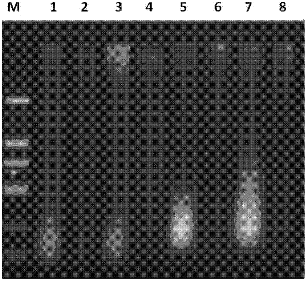 Method for detecting Osteon Myospalacem Baileyi in mixture and primers used thereby