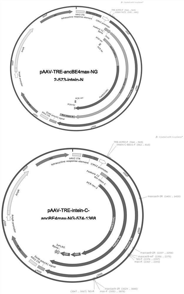 A fusion protein, base editing tool and method and application thereof