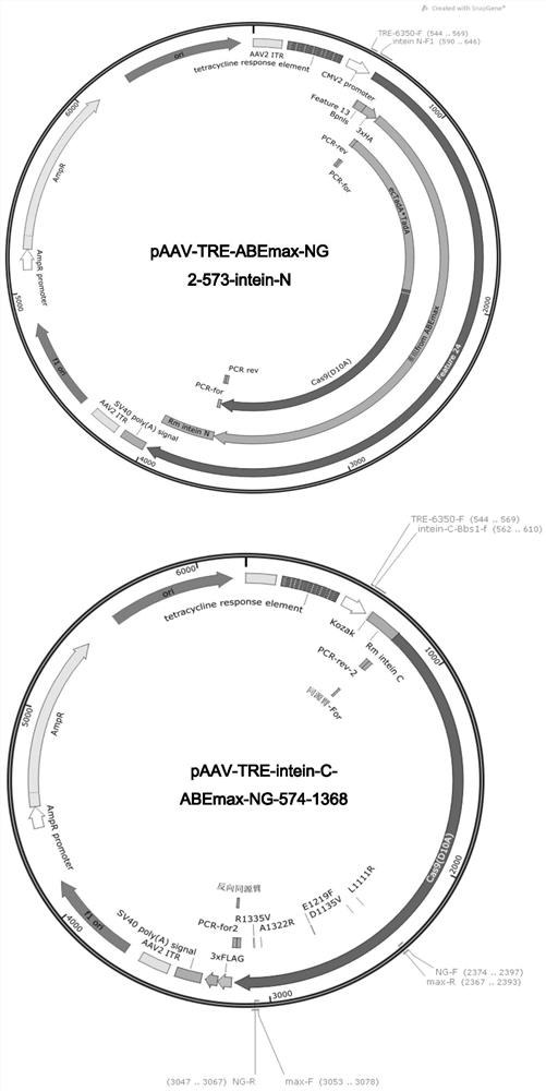 A fusion protein, base editing tool and method and application thereof