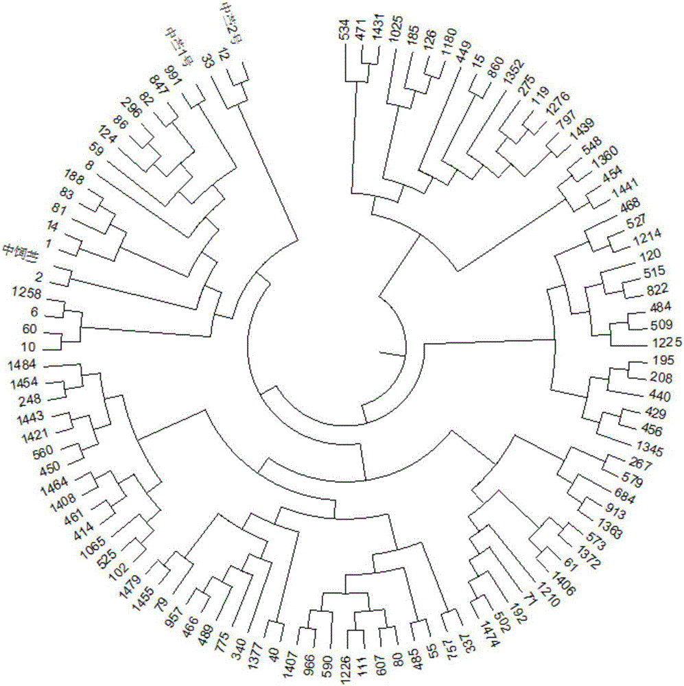 Ramie-yield-trait-associated SSR (simple sequence repeat) markers and application thereof