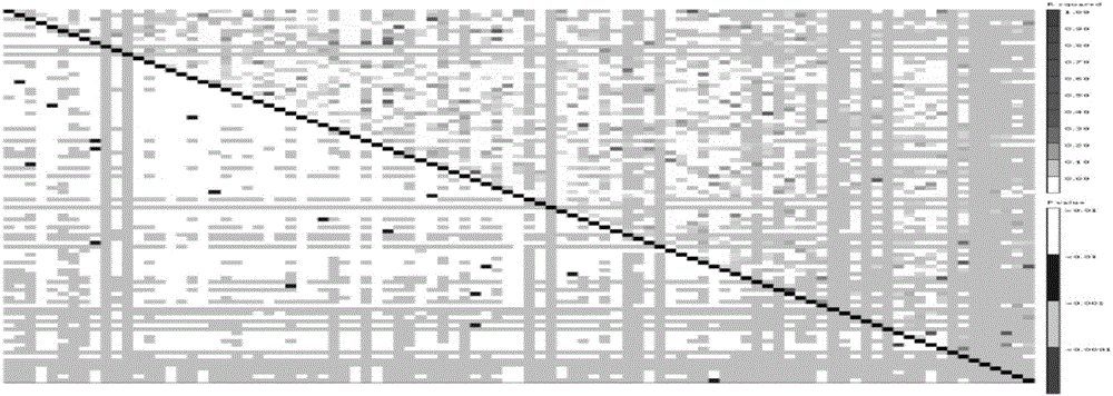 Ramie-yield-trait-associated SSR (simple sequence repeat) markers and application thereof