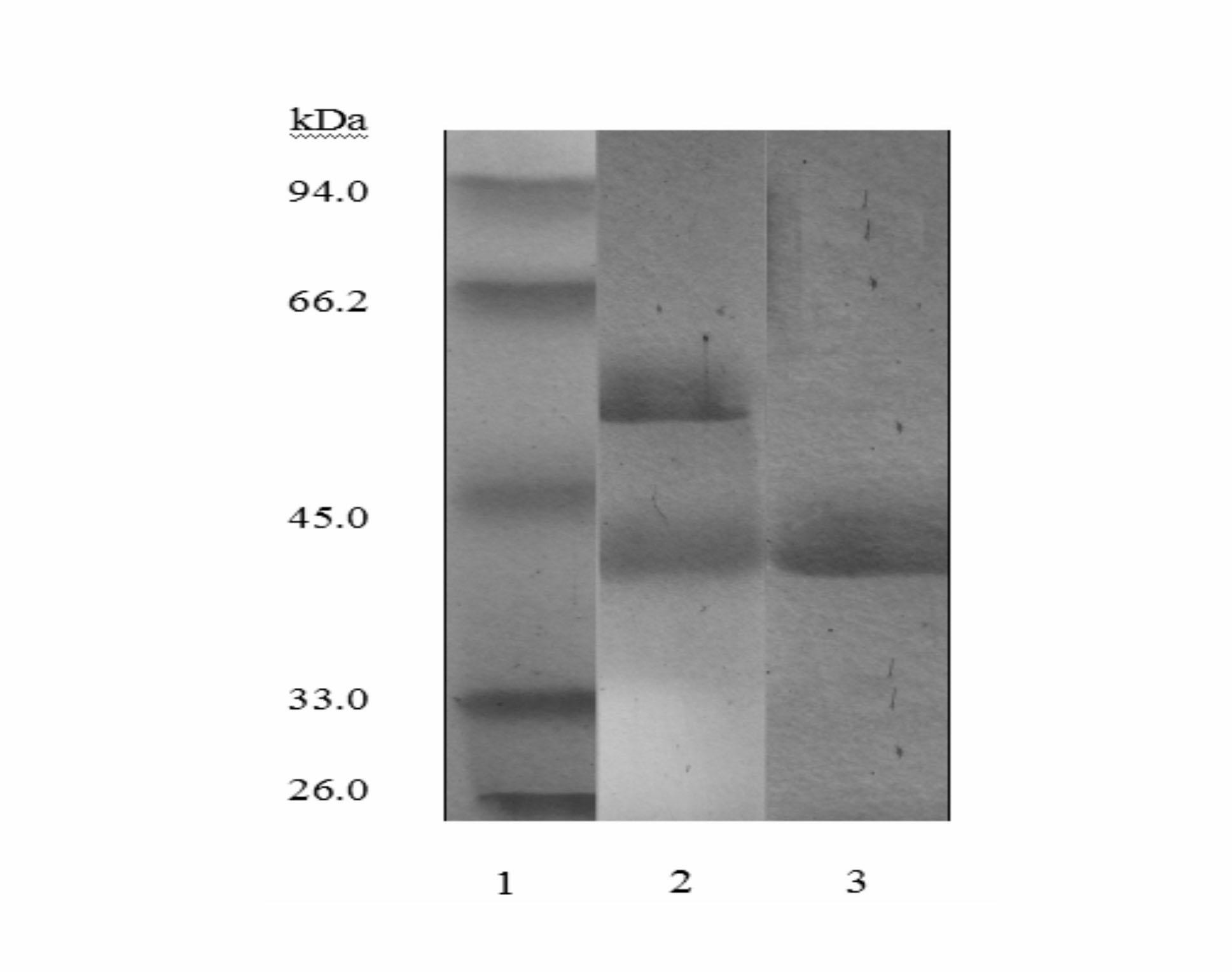 Method for extracting and purifying lignin peroxidase by using reverse micelles