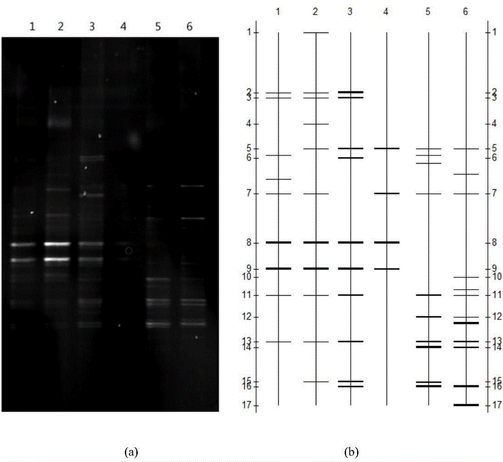 Method for total DNA extraction and diversity analysis of ship ballast water microorganisms