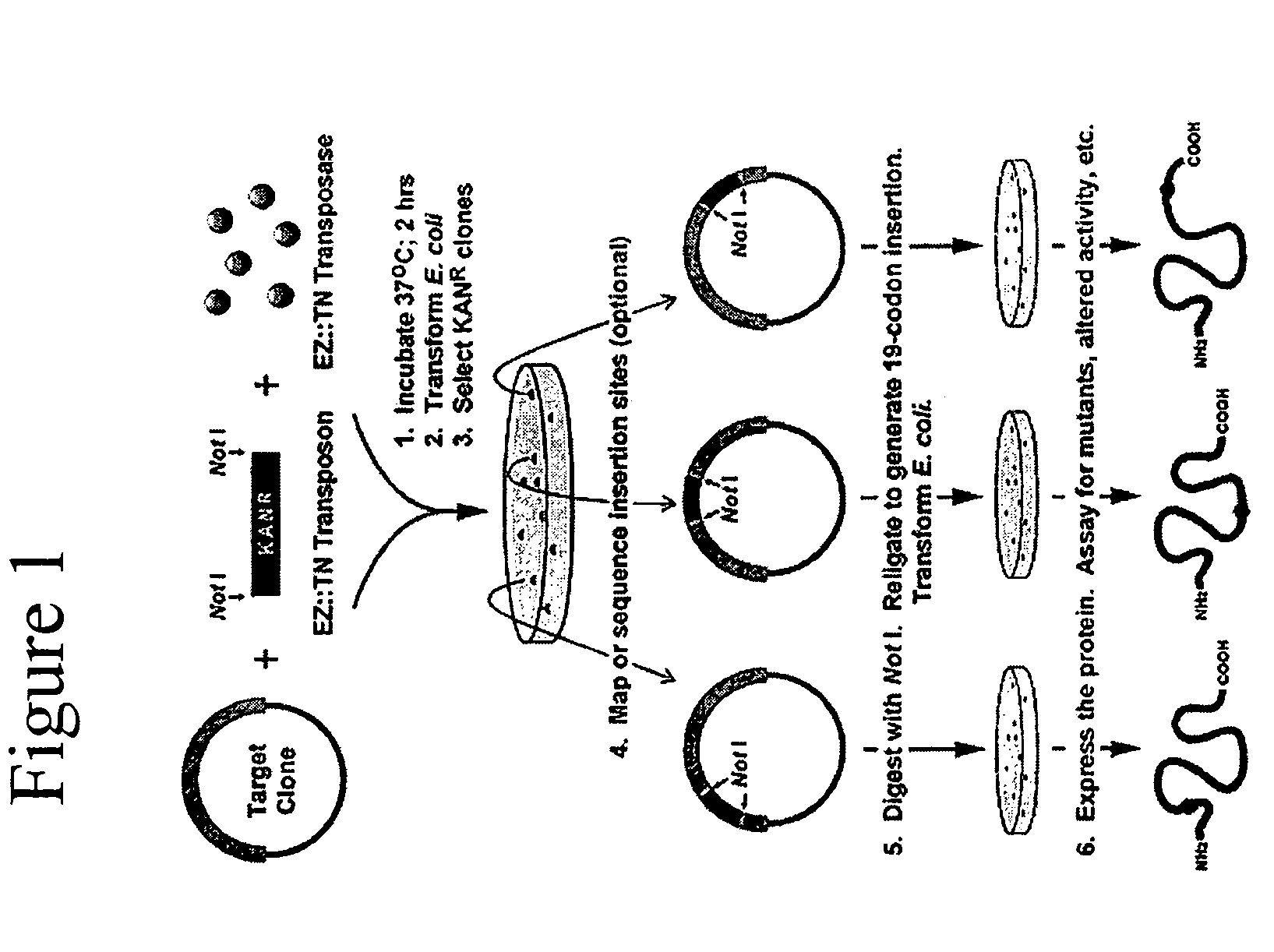 Luciferase biosensor