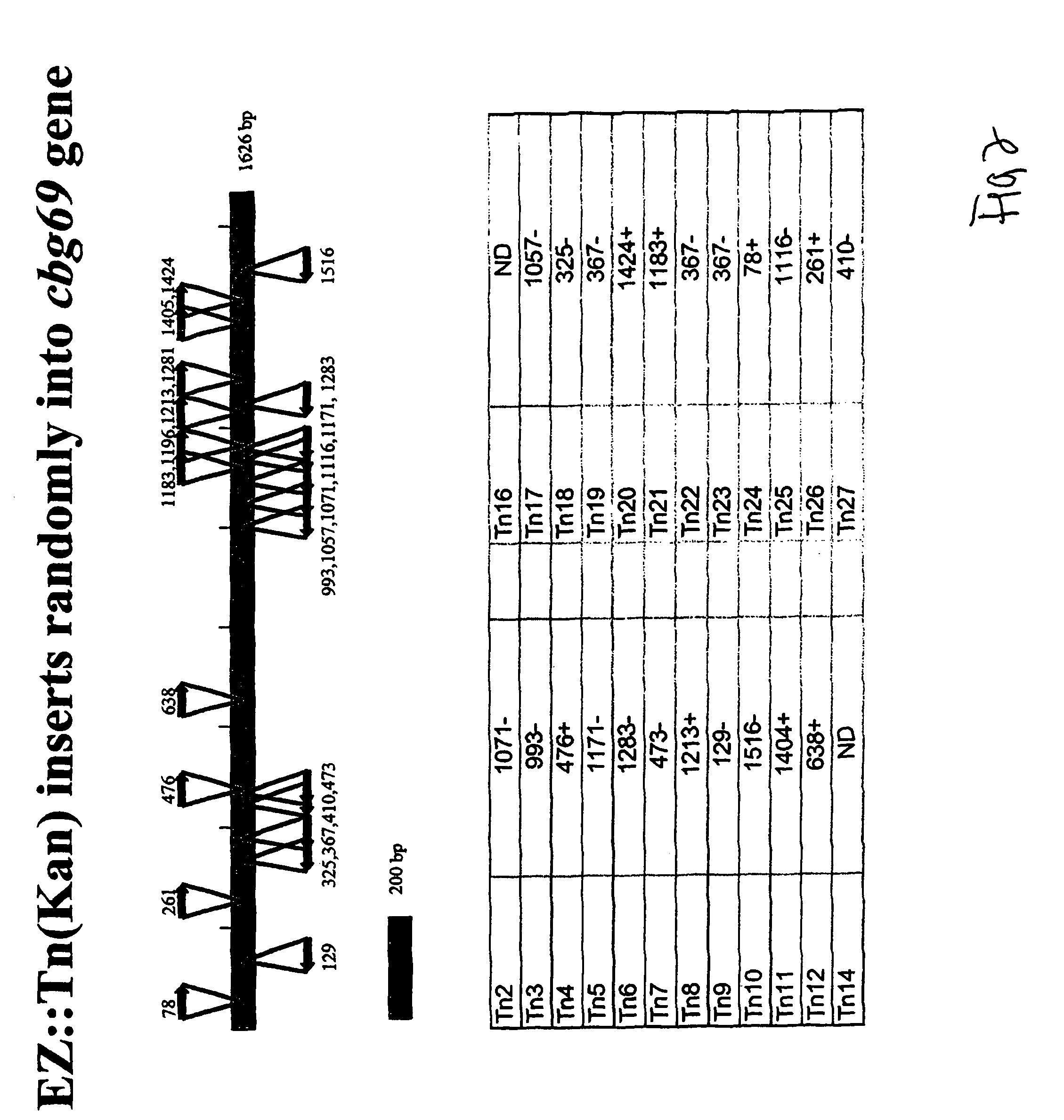 Luciferase biosensor