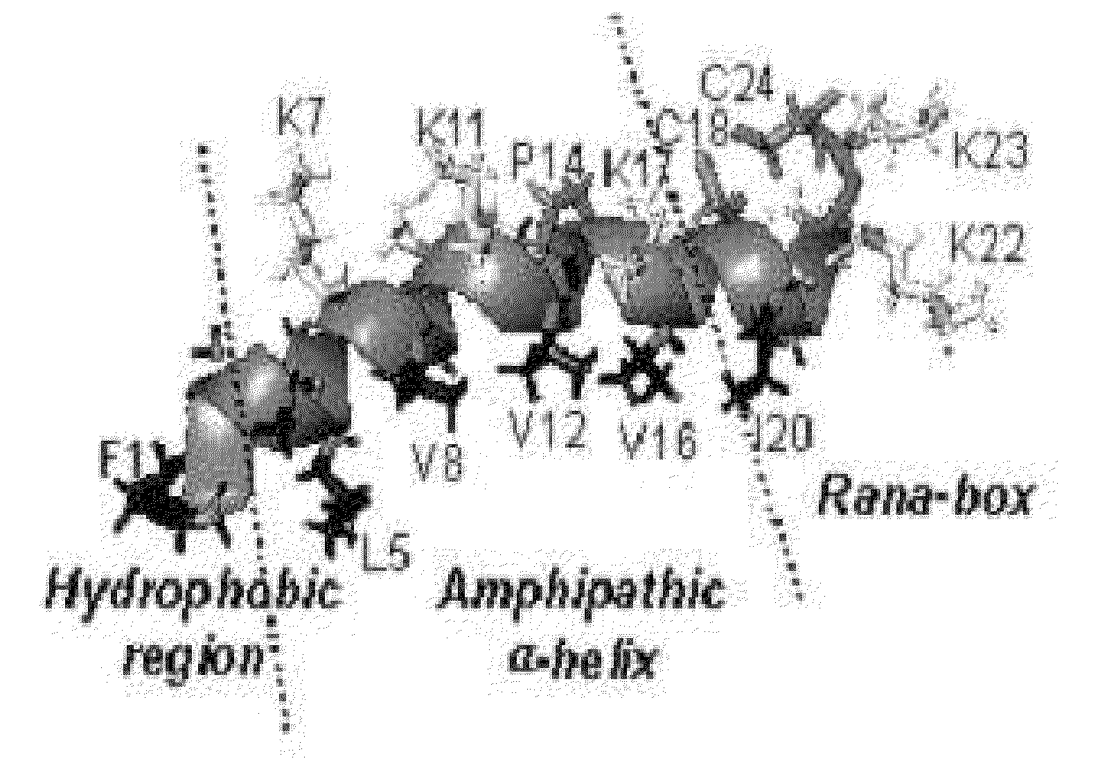 Novel Analogues of Antimicrobial and Anticancer Peptide Synthesized and Produced from Gaegurin 5