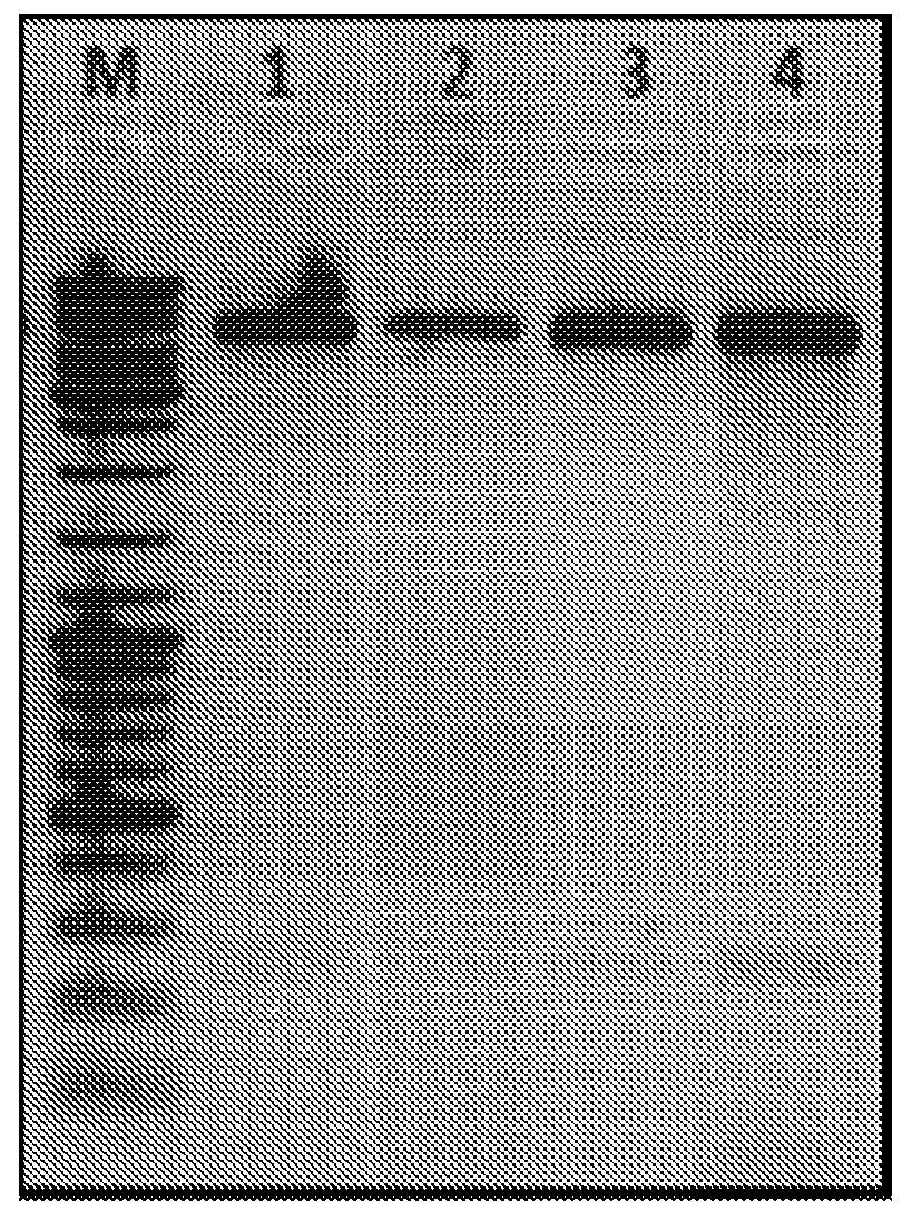 Placental Like Alkaline Phosphatase (PLAP) Promoter Mediated Cell Targeting