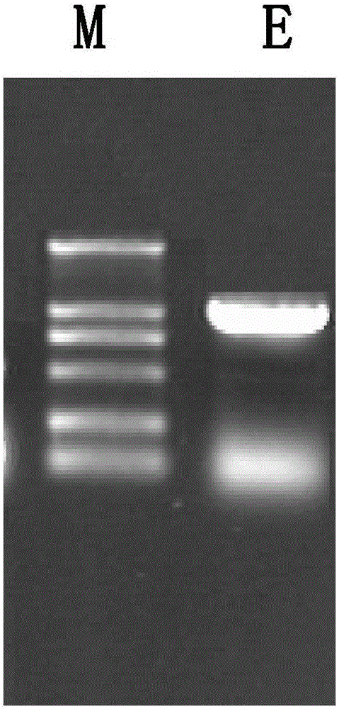 Constructing and expression method of recombinant lactobacillus for hog cholera virus E2 gene