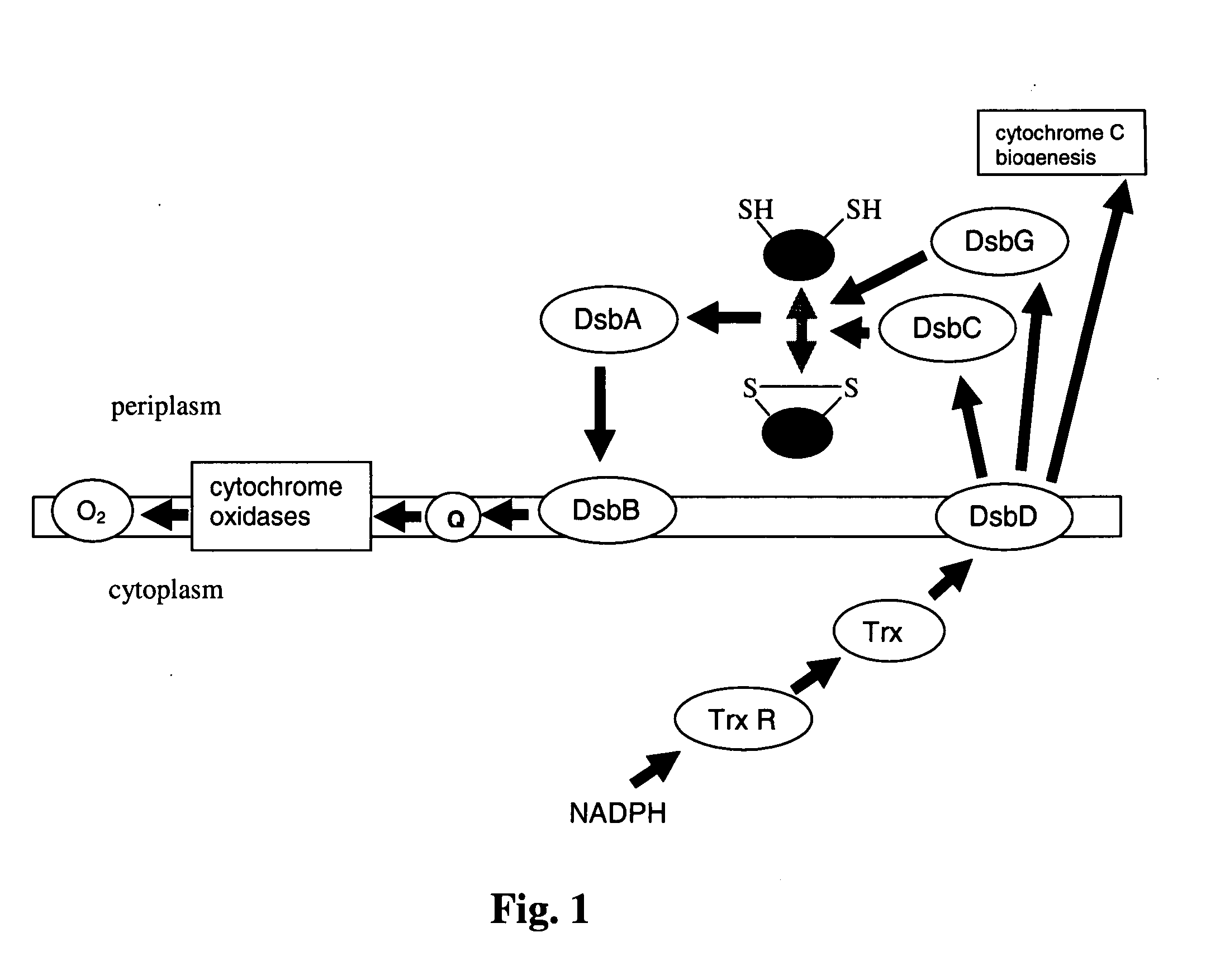 Processes for improved disulfide bond formation in recombinant systems