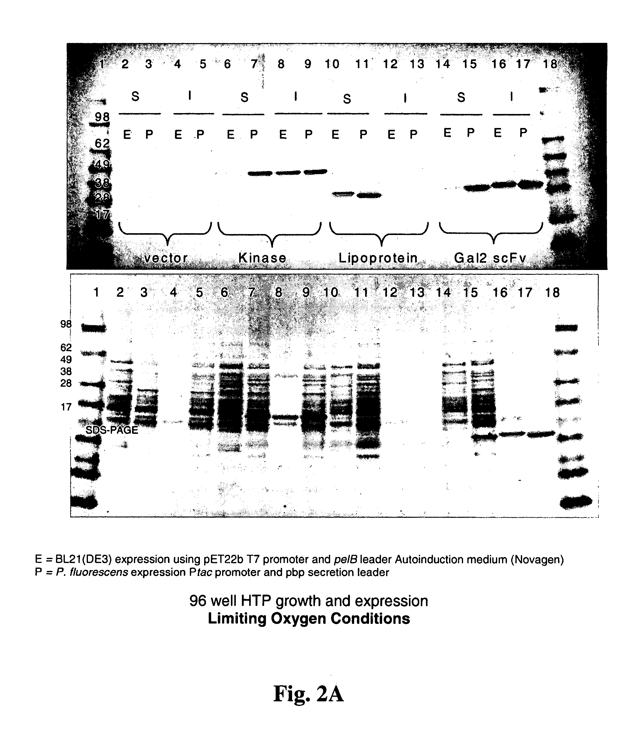 Processes for improved disulfide bond formation in recombinant systems