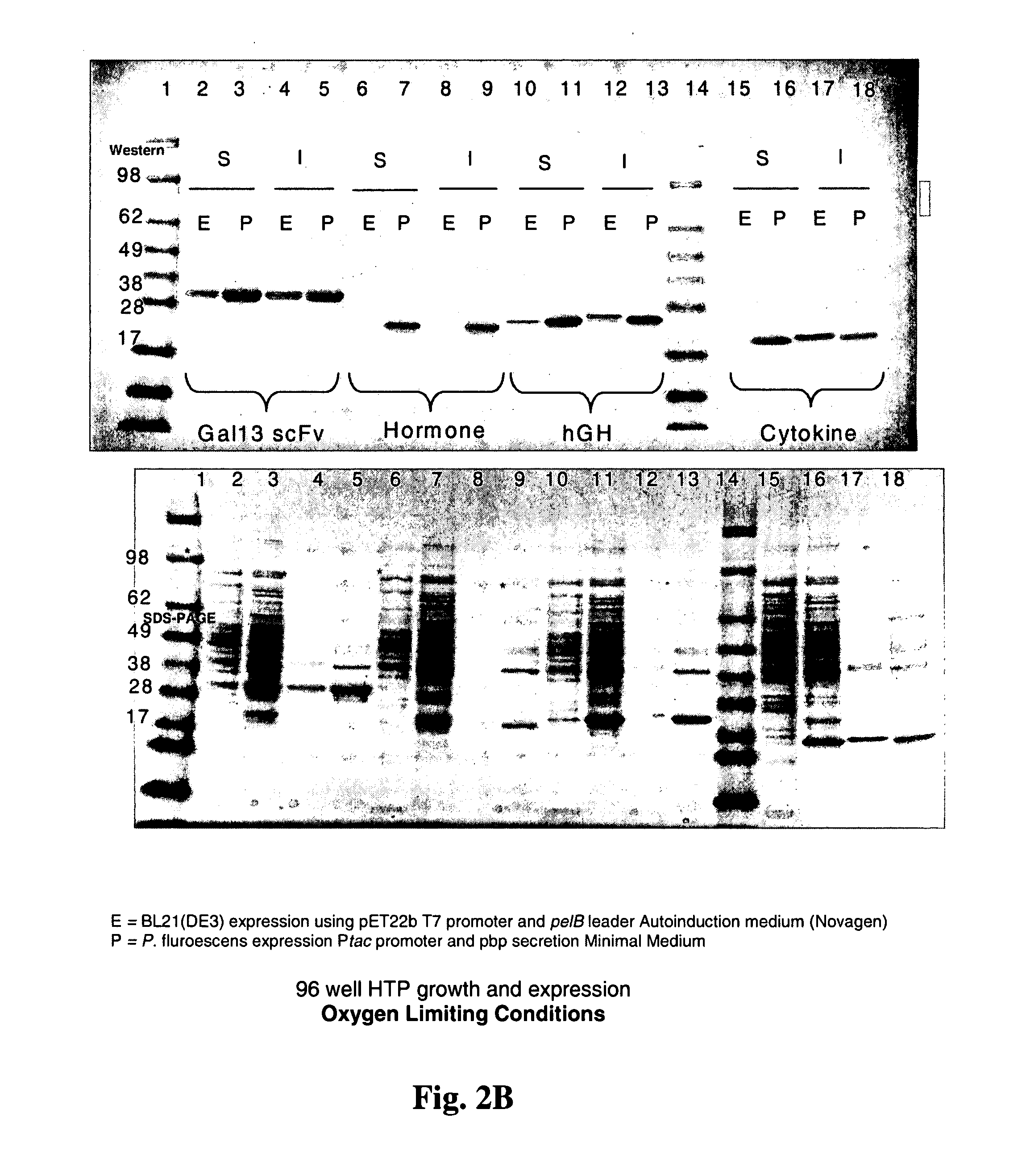 Processes for improved disulfide bond formation in recombinant systems