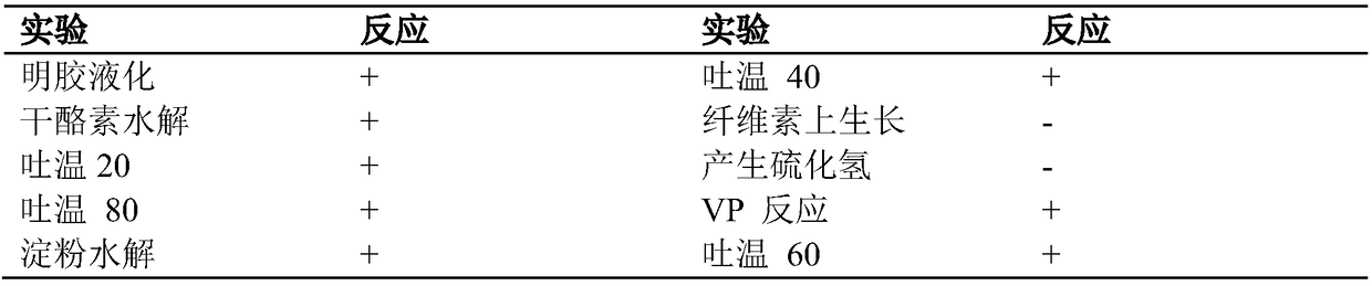 Lysobacter and application thereof