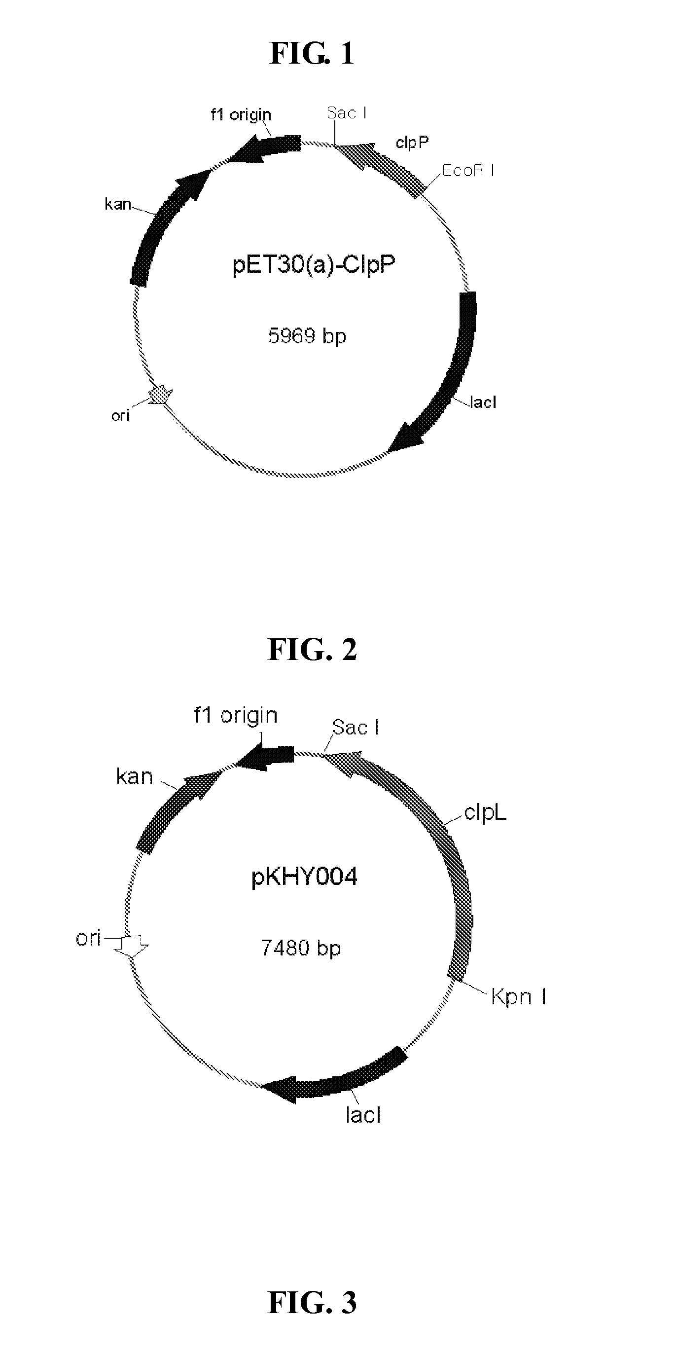 Vaccine comprising recombinant clpp protein of streptococcus pneumoniae