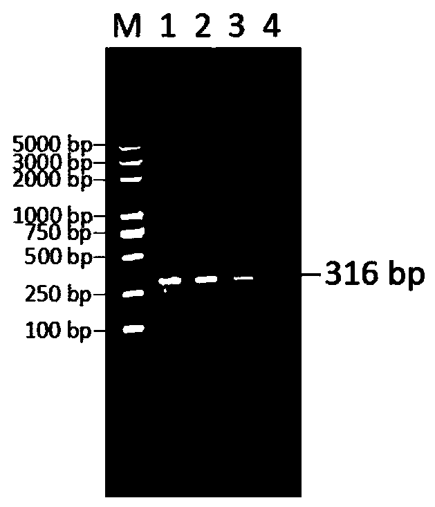 Isolated culture method of Mycoplasma capricolum subsp.Capripneumoniae (Mccp)