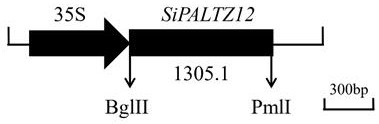 SiPLATZ12 gene for regulating growth and development of millet and application of SiPLATZ12 gene