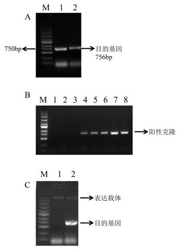 SiPLATZ12 gene for regulating growth and development of millet and application of SiPLATZ12 gene