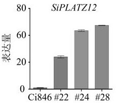 SiPLATZ12 gene for regulating growth and development of millet and application of SiPLATZ12 gene