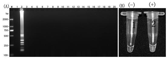 LAMP (loop-mediated isothermal amplification) detection primers of banana fusarium wilt bacteria No. 4 microspecies and application thereof