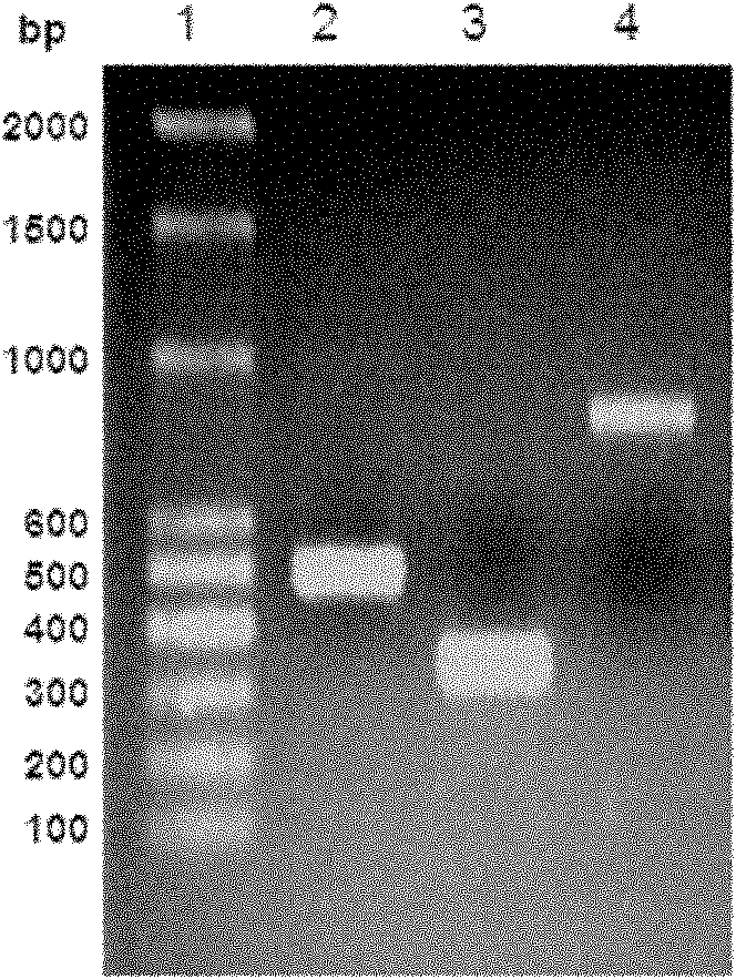 Fusion protein lhfvii-ldp and enhanced fusion protein lhfvii-ldp-ae and applications thereof