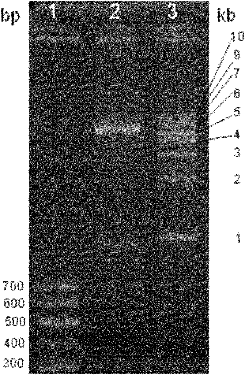 Fusion protein lhfvii-ldp and enhanced fusion protein lhfvii-ldp-ae and applications thereof