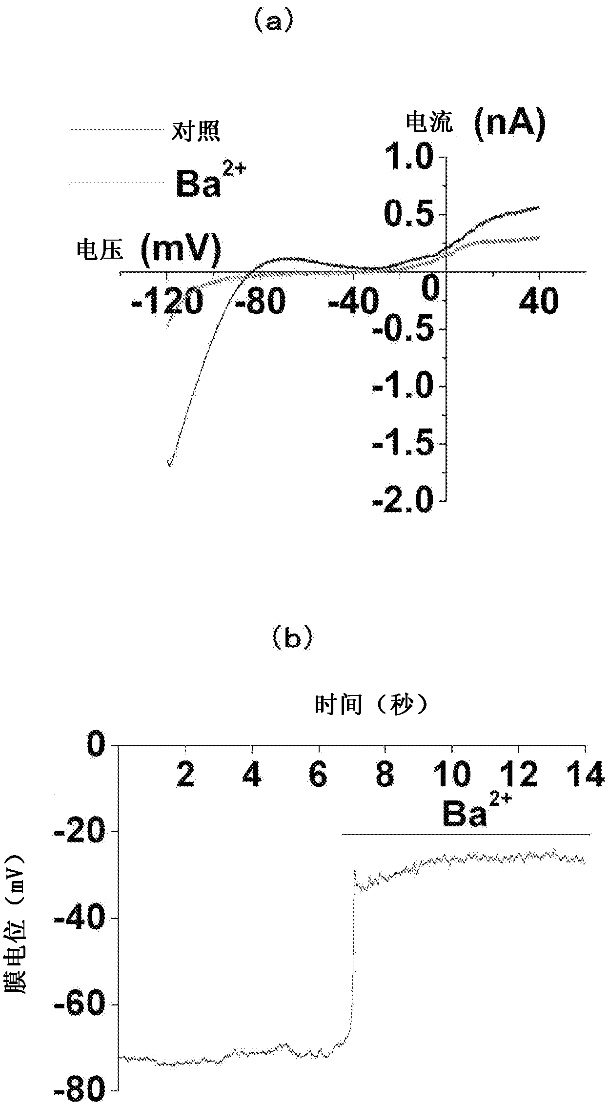 Material for screening for compound capable of acting on ion channel, and use thereof