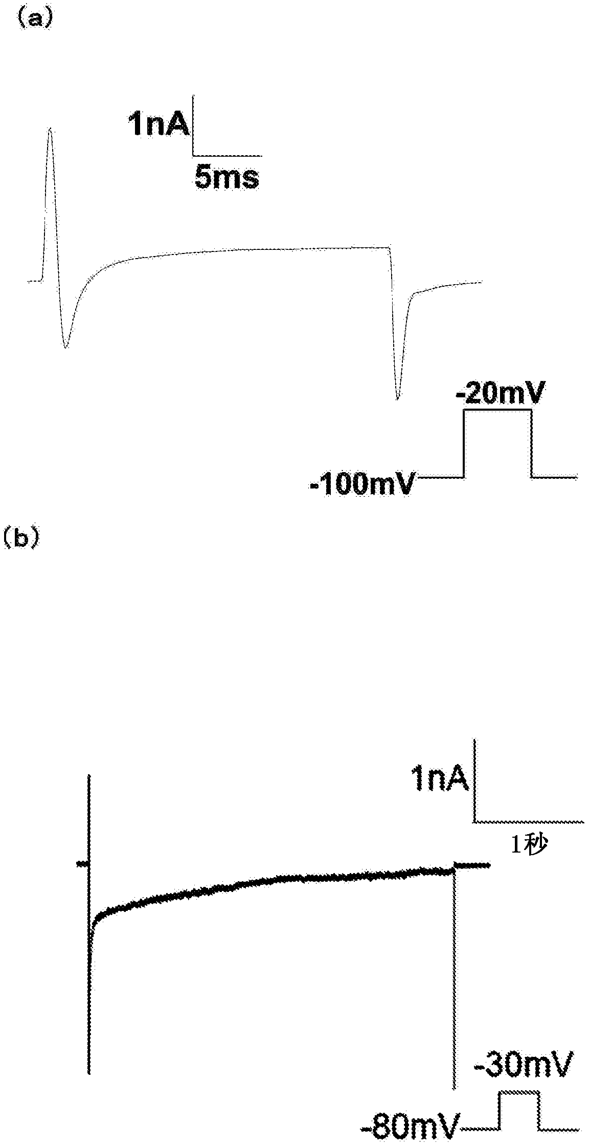 Material for screening for compound capable of acting on ion channel, and use thereof