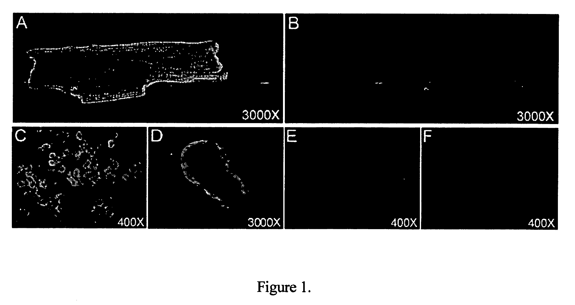 Inotropic antibodies and therapeutic uses thereof