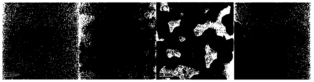 Nano-silver compound modified by S-layer protein and preparation method and application of nano-sliver compound