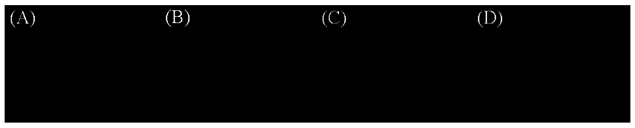 Nano-silver compound modified by S-layer protein and preparation method and application of nano-sliver compound