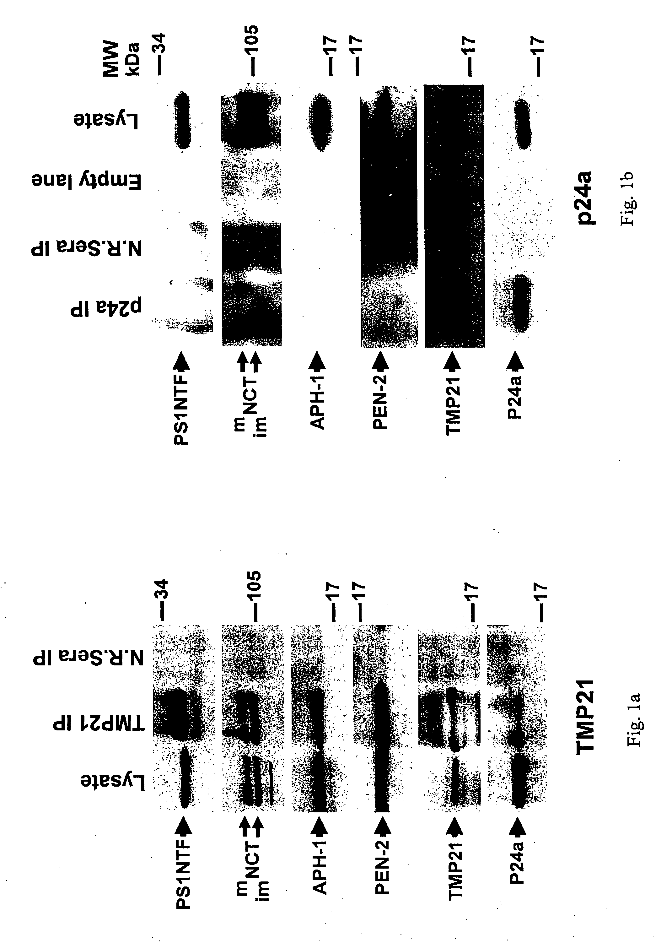 Modulator of gamma-secretase