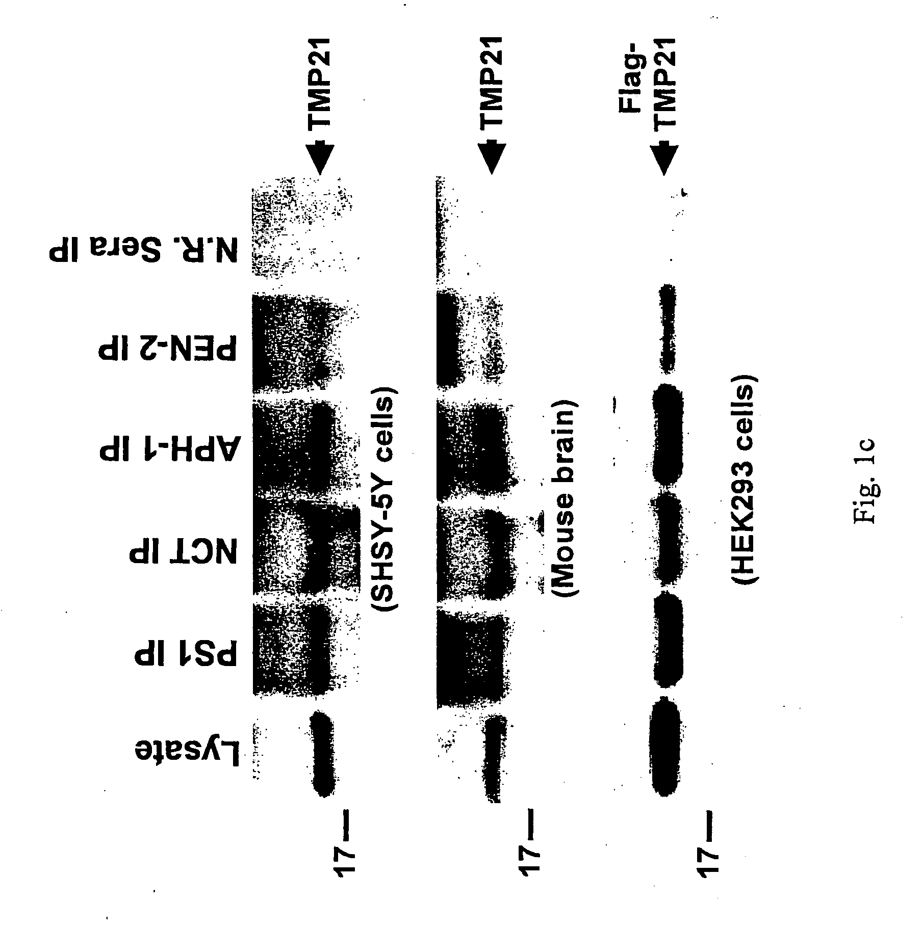 Modulator of gamma-secretase