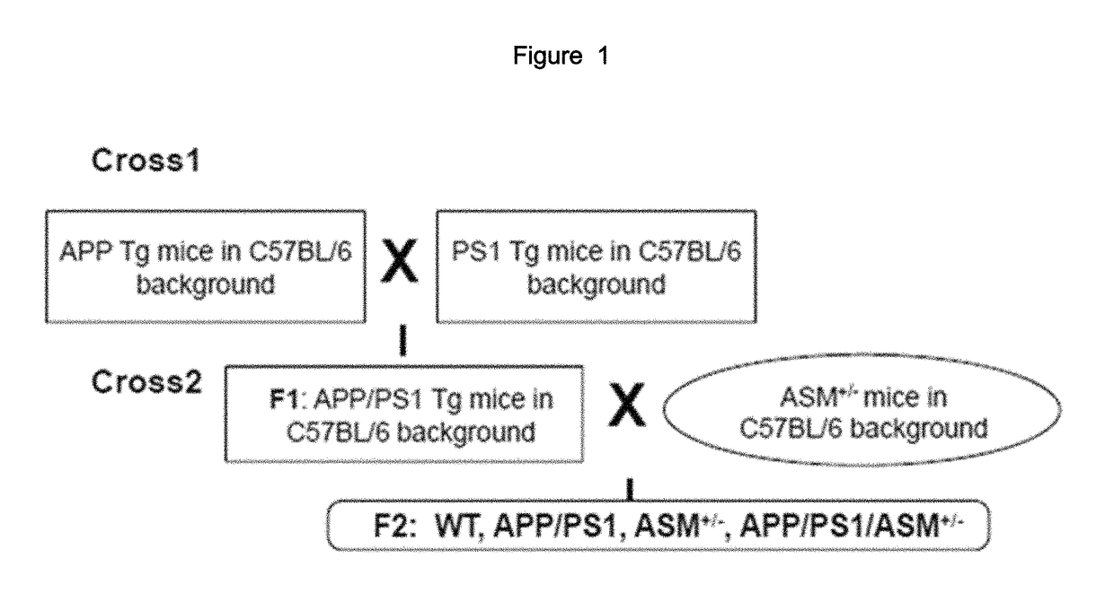 Composition comprising ASM inhibitor as active ingredient for preventing or treating degenerative neurological disorders