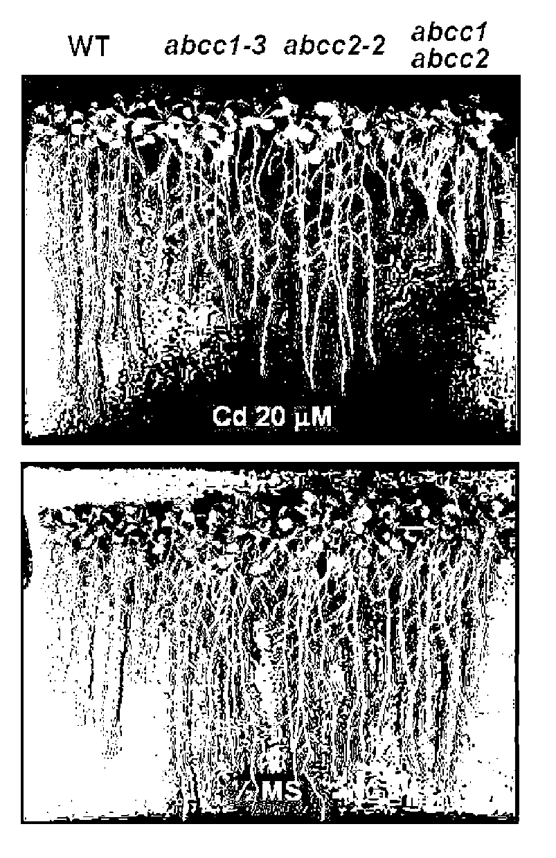 Composition for phytochelatin transport