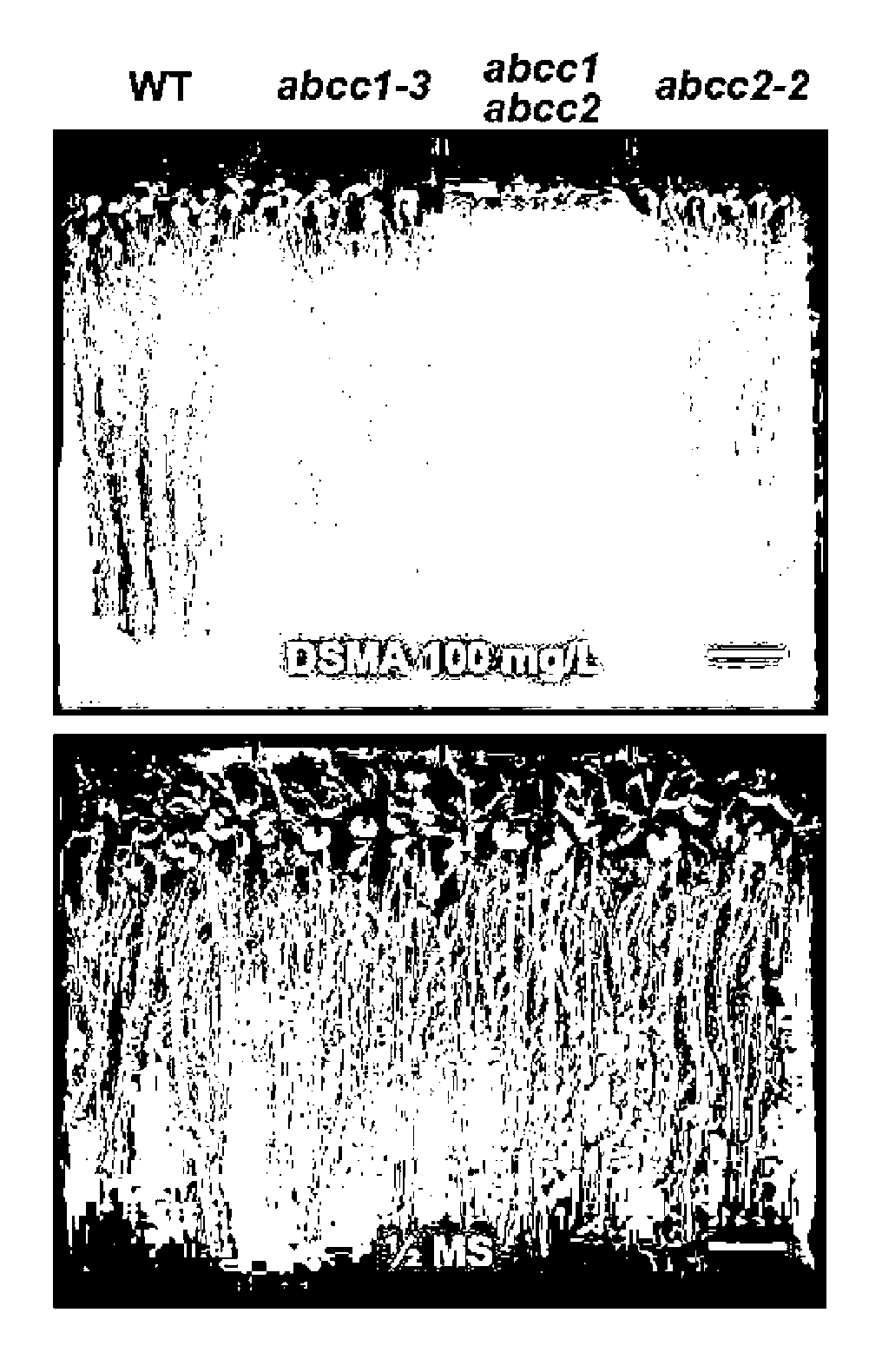 Composition for phytochelatin transport