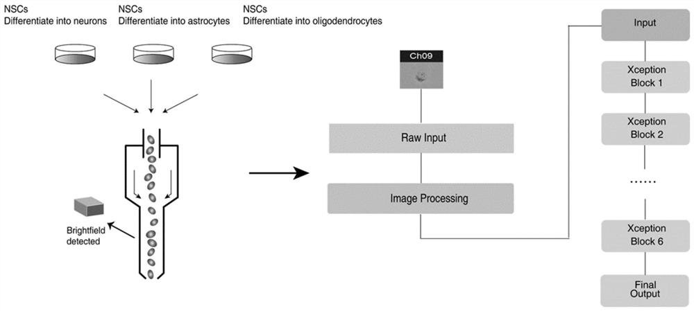 Neural stem cell differentiation direction prediction system and method based on deep learning