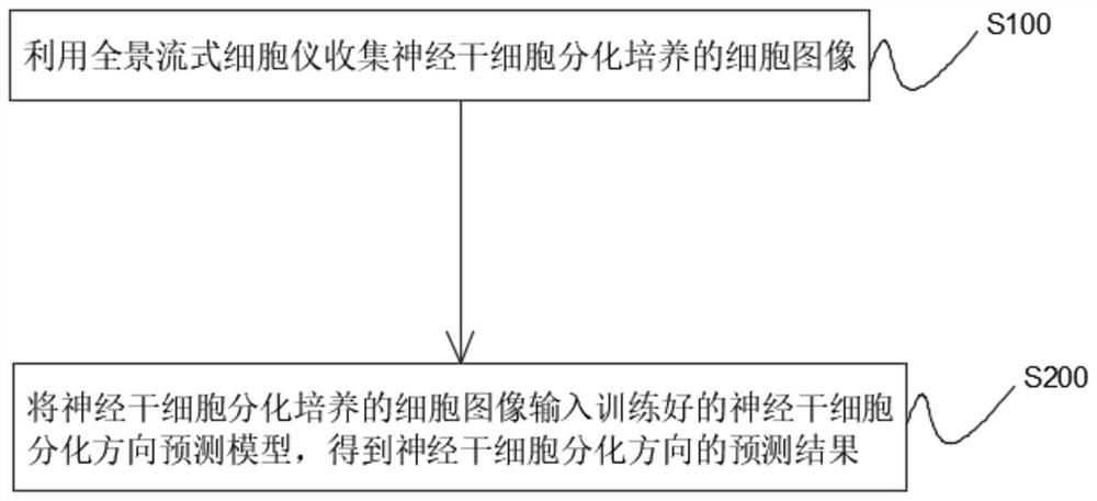 Neural stem cell differentiation direction prediction system and method based on deep learning