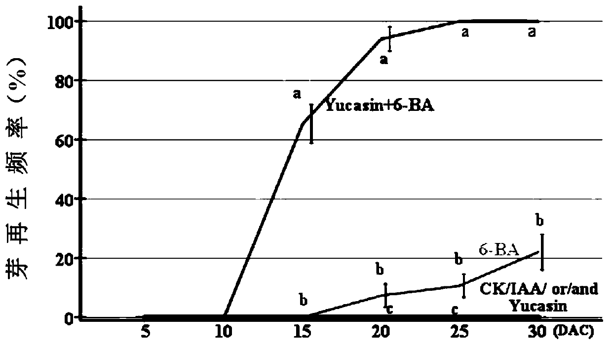 Method for promoting bud differentiation in Qijian white cymbidium sinense tissue culture process