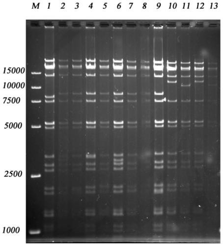 Duck Tembusu virus e protein truncated gene, recombinant duck plague virus and its construction method and application