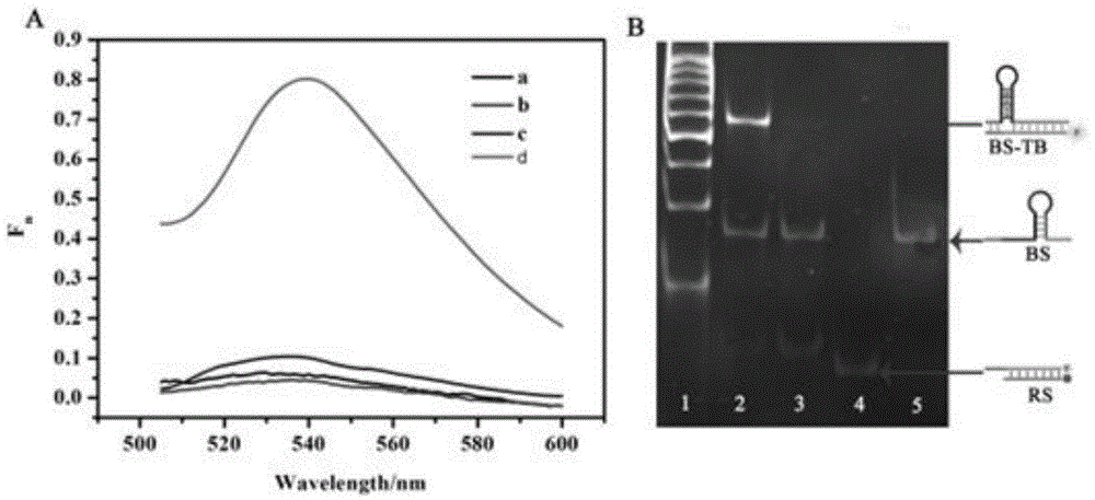 Suturing Toehold activation method used for controlling DNA strand displacement reaction and toolkit