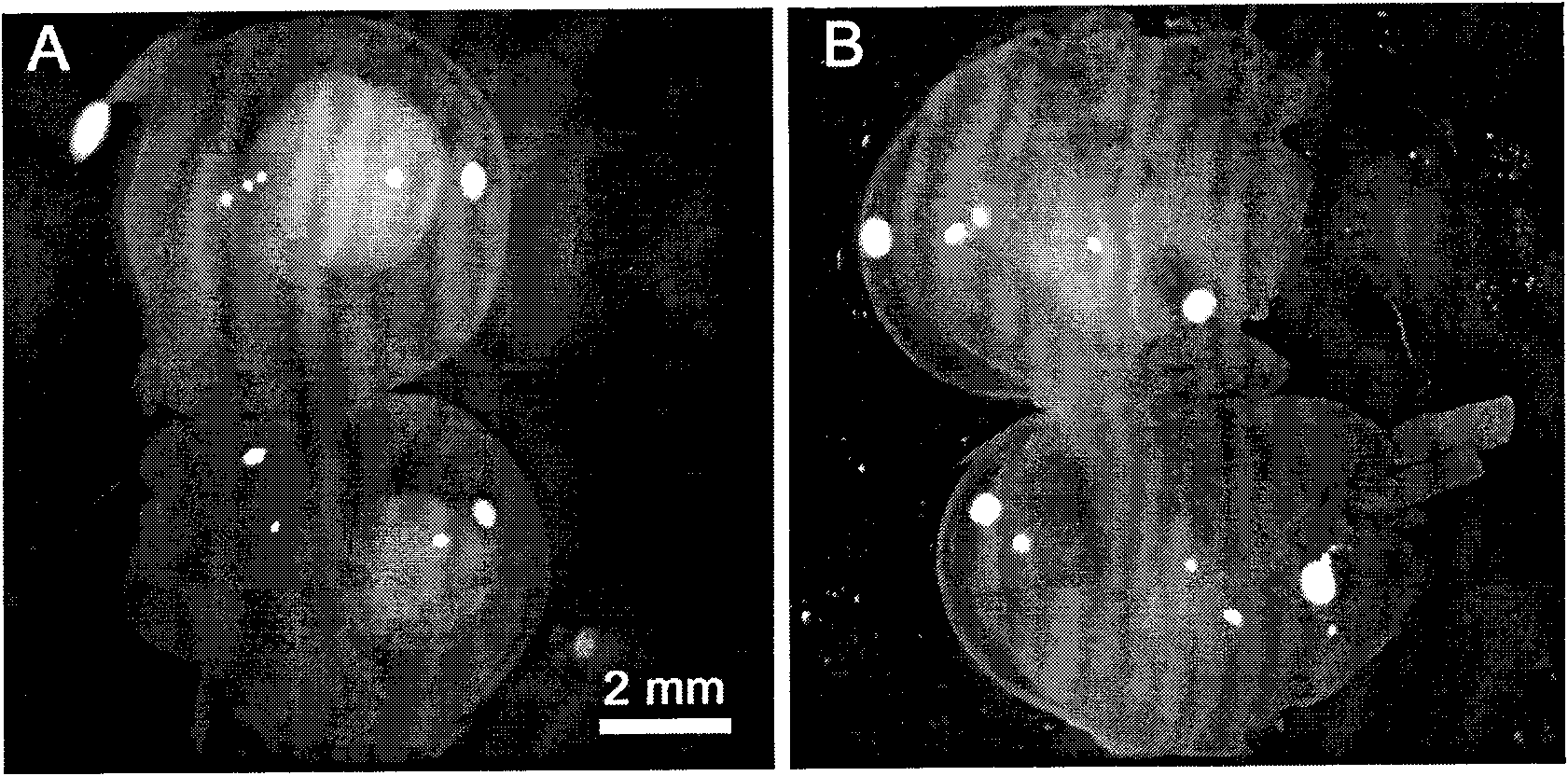 Application of imatinib mesylate in preparing drugs used for building congenital cataract animal model