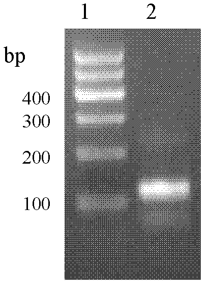 Antimicrobial peptide lf-th and its Escherichia coli recombinant preparation method