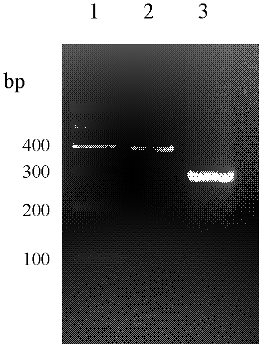 Antimicrobial peptide lf-th and its Escherichia coli recombinant preparation method